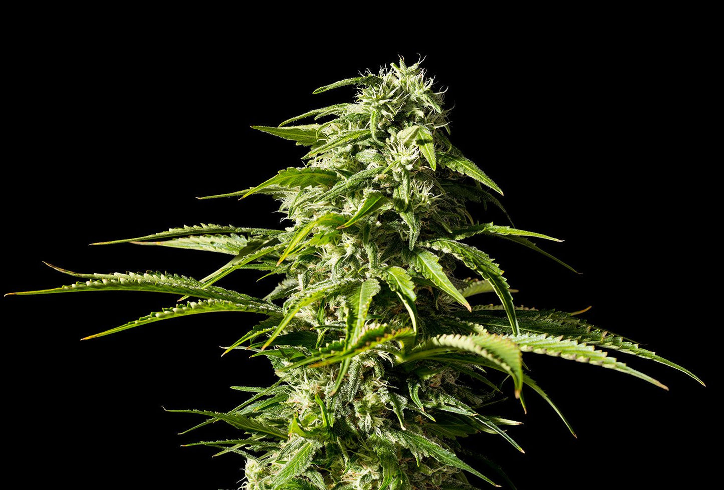 Kannabia Seeds Big Bull