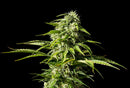 Kannabia Seeds Big Bull