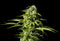 Kannabia Seeds Big Bull