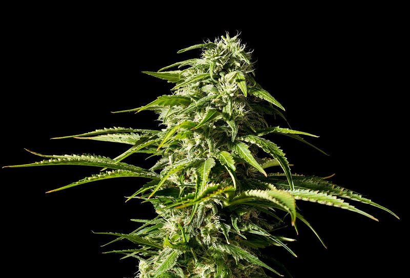 Kannabia Seeds Big Bull