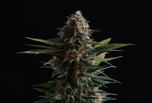 Kannabia Seeds Candy Cream Go Fast
