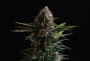Kannabia Seeds Candy Dream Go Fast