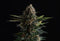 Kannabia Seeds Candy Dream Go Fast