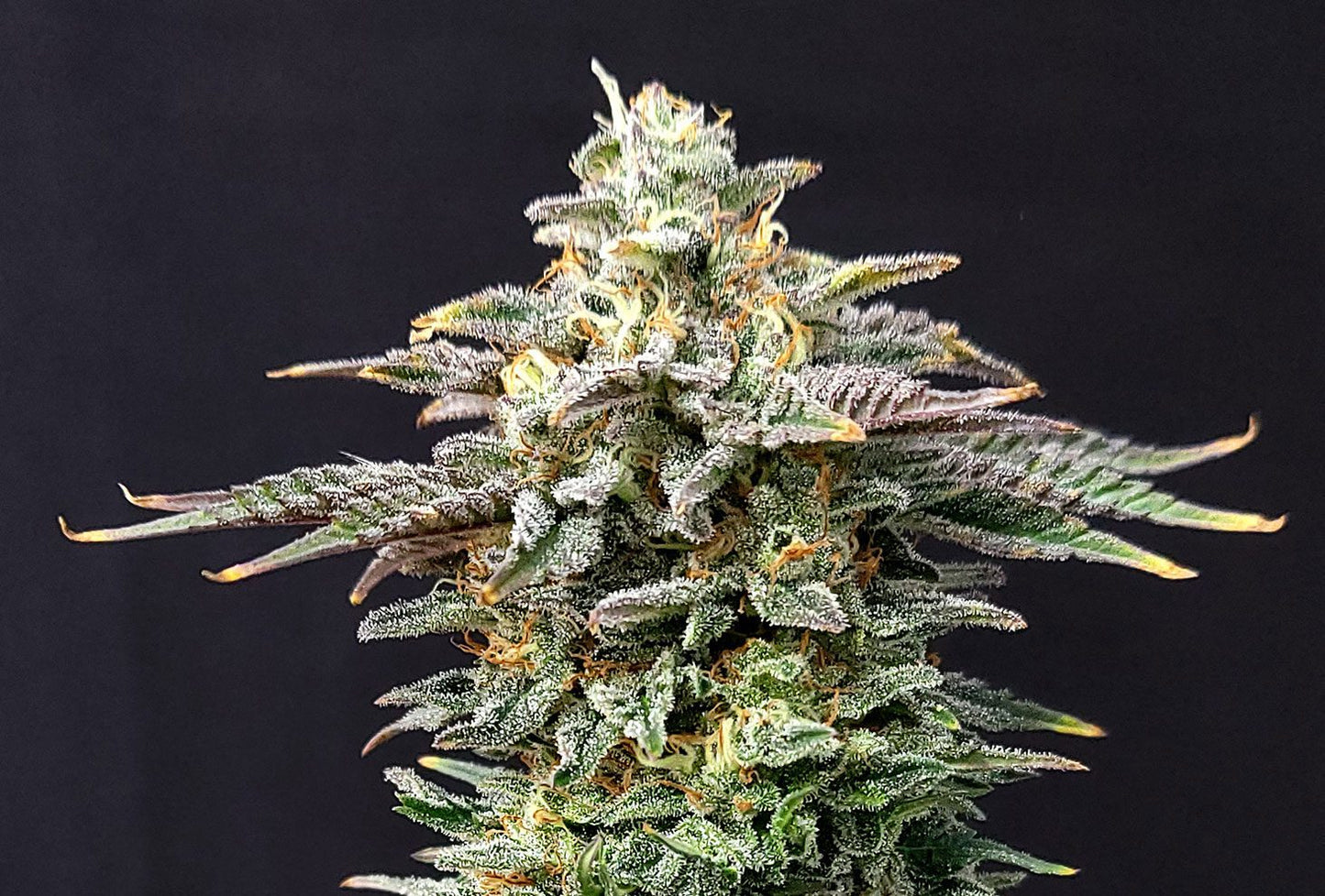 Kannabia Seeds Cherry Dream