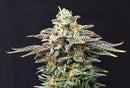 Kannabia Seeds Cherry Dream