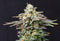 Kannabia Seeds Cherry Dream