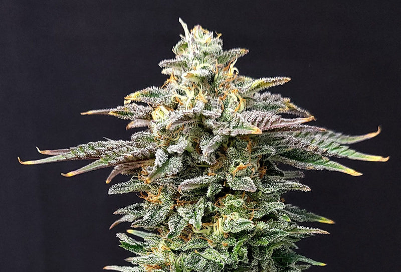 Kannabia Seeds Cherry Dream
