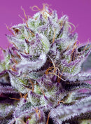 Sweet Seeds Diablo's Delight XL Auto