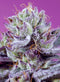 Sweet Seeds Diablo's Delight XL Auto
