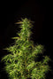 Kannabia Seeds Dosidos