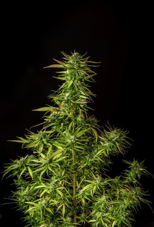 Kannabia Seeds Dosidos