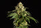 Kannabia Seeds Dream Sherbet