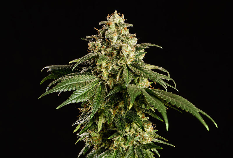 Kannabia Seeds Dream Sherbet