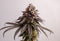 Kannabia Seeds Gelato-K