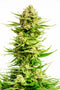 Kannabia Seeds Indica Cream