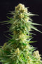 Kannabia Seeds Kritical-K
