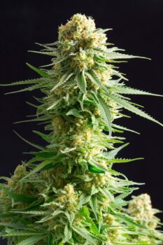 Kannabia Seeds Kritical-K