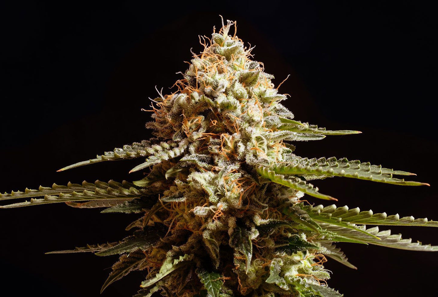 Kannabia Seeds La Blanca