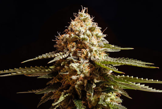 Kannabia Seeds La Blanca