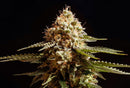 Kannabia Seeds La Blanca
