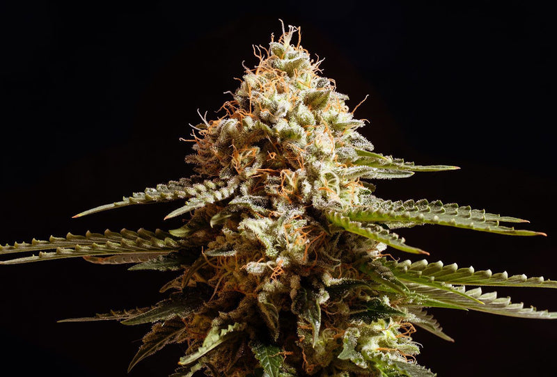 Kannabia Seeds La Blanca