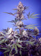 Sweet Seeds Mental Rainbow F1 Fast Version