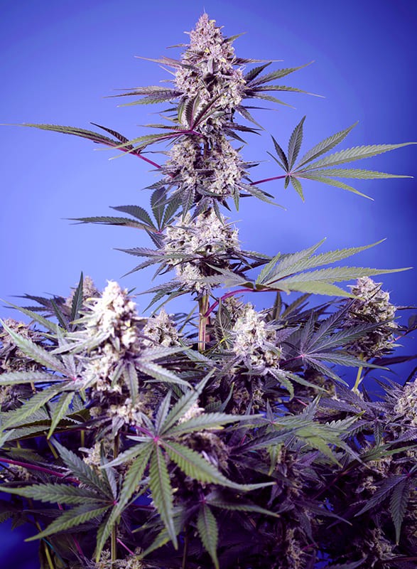 Sweet Seeds Mental Rainbow F1 Fast Version