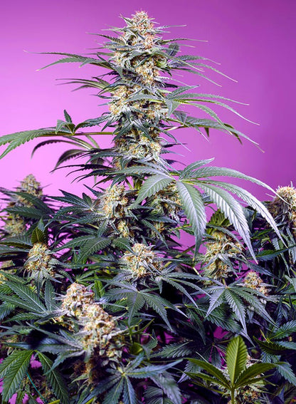 Sweet Seeds Monster Maker