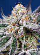 Sweet Seeds Orange Apricot Glue XL Auto
