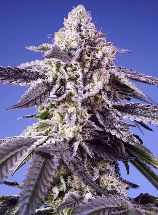 Sweet Seeds Permanent Jealousy XL Auto