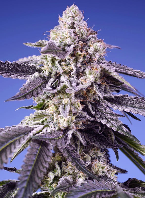 Sweet Seeds Permanent Jealousy XL Auto