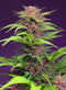 Sweet Seeds Red Mimosa XL Auto