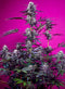 Sweet Seeds Studio 54 Stardust Auto