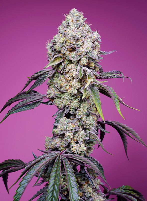 Sweet Seeds Sweet Mandarine Zkittlez F1 Fast Version®