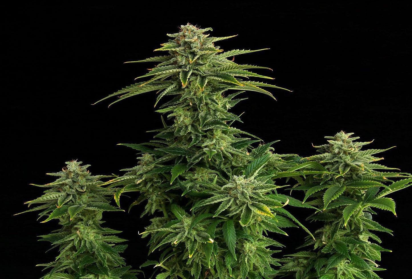 Kannabia Seeds Zkittlez