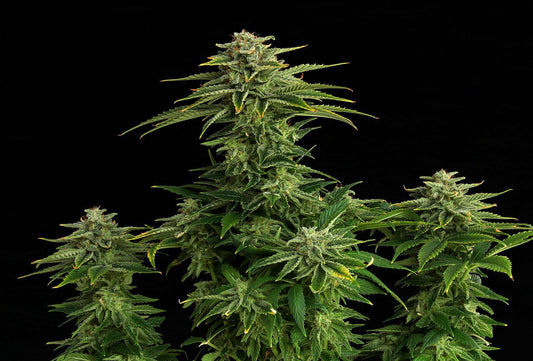 Kannabia Seeds Zkittlez