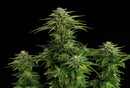 Kannabia Seeds Zkittlez