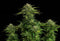 Kannabia Seeds Zkittlez