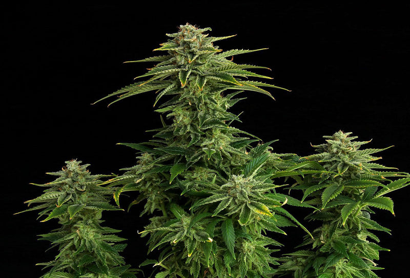Kannabia Seeds Zkittlez