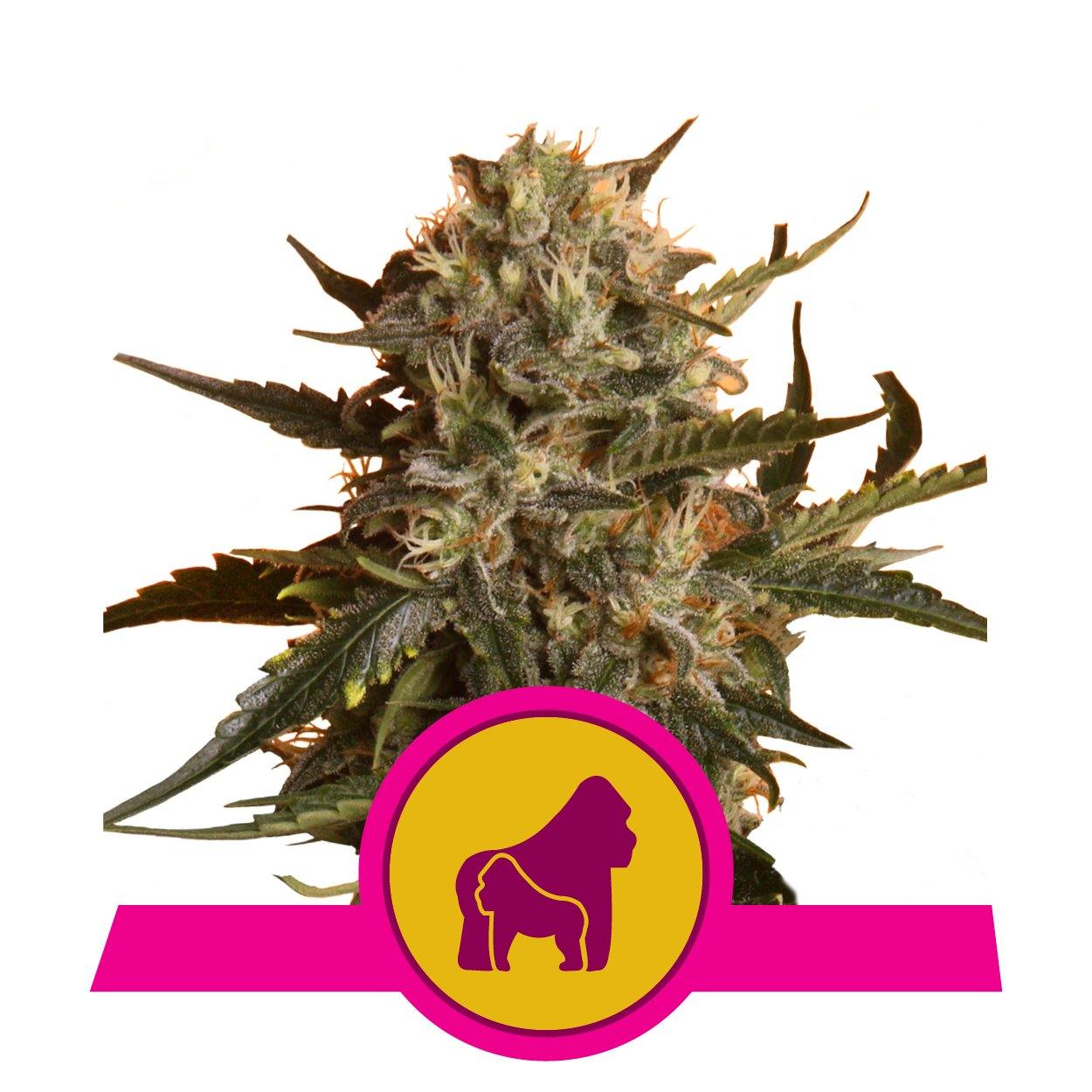 Aeroponica, Autocoltivazione, Brands_Royal Queen Seeds, Coltivazione, FEMMINIZZATI, Idroponica, Indoor, Outdoor, Semi, Semi da collezione, THC, Tipo_Femminizzati - doisgrowshop.it