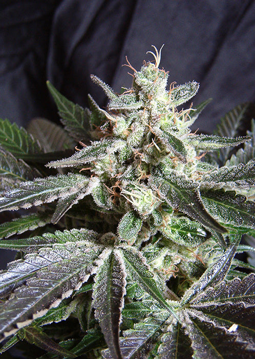 Sweet Seeds Black Jack F1 Fast Version® Offer