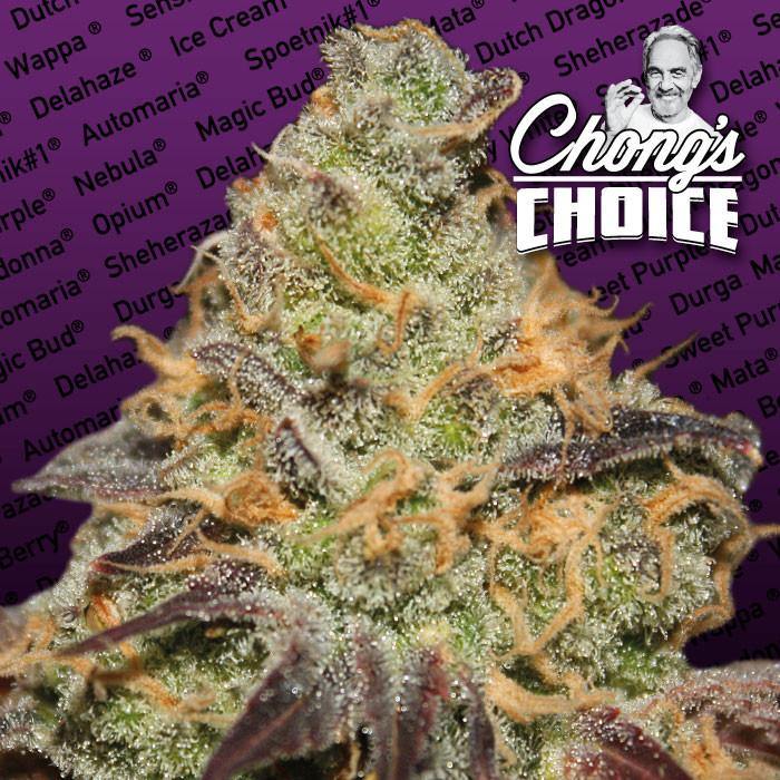 Aeroponica, Blue Kush Berry, Brands_Paradise Seeds, Coltivazione, FEMMINIZZATI, Idroponica, Indoor, Outdoor, Semi, Semi da collezione, THC, Tipo_Femminizzati - doisgrowshop.it
