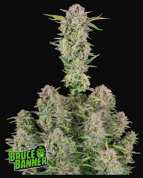 Aeroponica, AUTOFIORENTI, Automatiche, Brands_Fast Buds, Bruce Banner Auto, Coltivazione, FEMMINIZZATI, Idroponica, Indoor, Outdoor, Semi, Semi da collezione, THC, Tipo_Auto Fiorenti - doisgrowshop.it