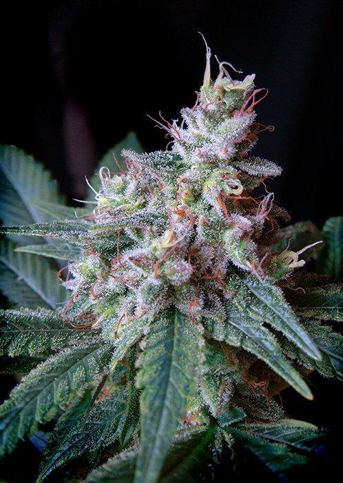 Aeroponica, Brands_Sweet Seeds, CBD, Coltivazione, Cream Caramel F1, FEMMINIZZATI, fotodipendenti, Idroponica, Indoor, Outdoor, Semi, Semi da collezione, THC - doisgrowshop.it