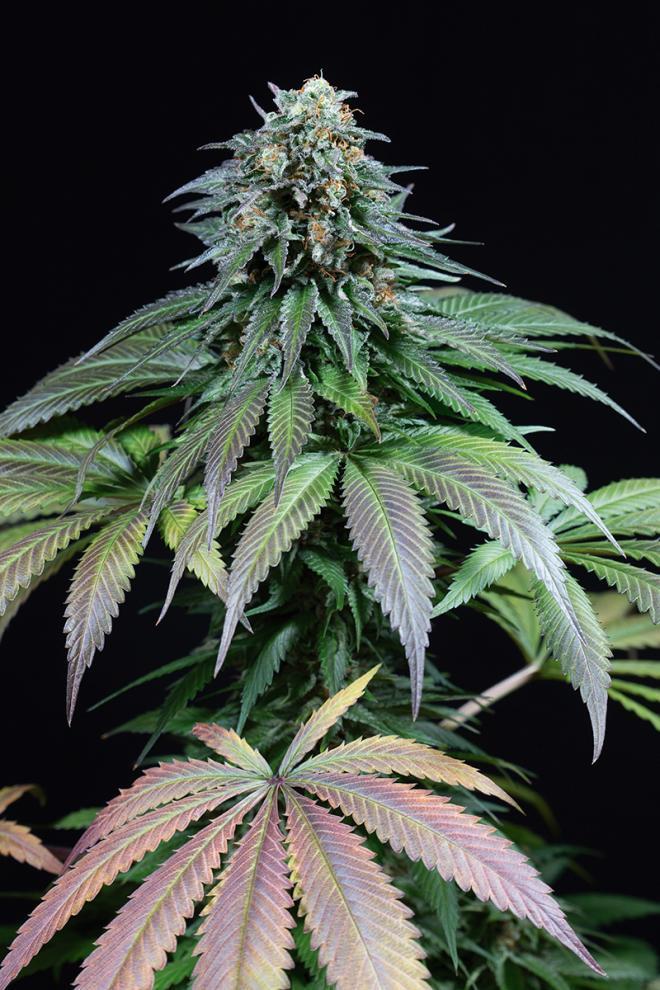 Aeroponica, Brands_Dinafem Seeds, Coltivazione, DINAFEM SEEDS, FEMMINIZZATI, Idroponica, Indoor, Outdoor, Semi, Semi da collezione, THC, Tipo_Femminizzati - doisgrowshop.it