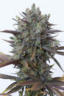 Aeroponica, Brands_Dinafem Seeds, CBD, Coltivazione, DINAFEM SEEDS, Idroponica, Indoor, Outdoor, Semi, Semi da collezione, THC, Tipo_CBD - doisgrowshop.it