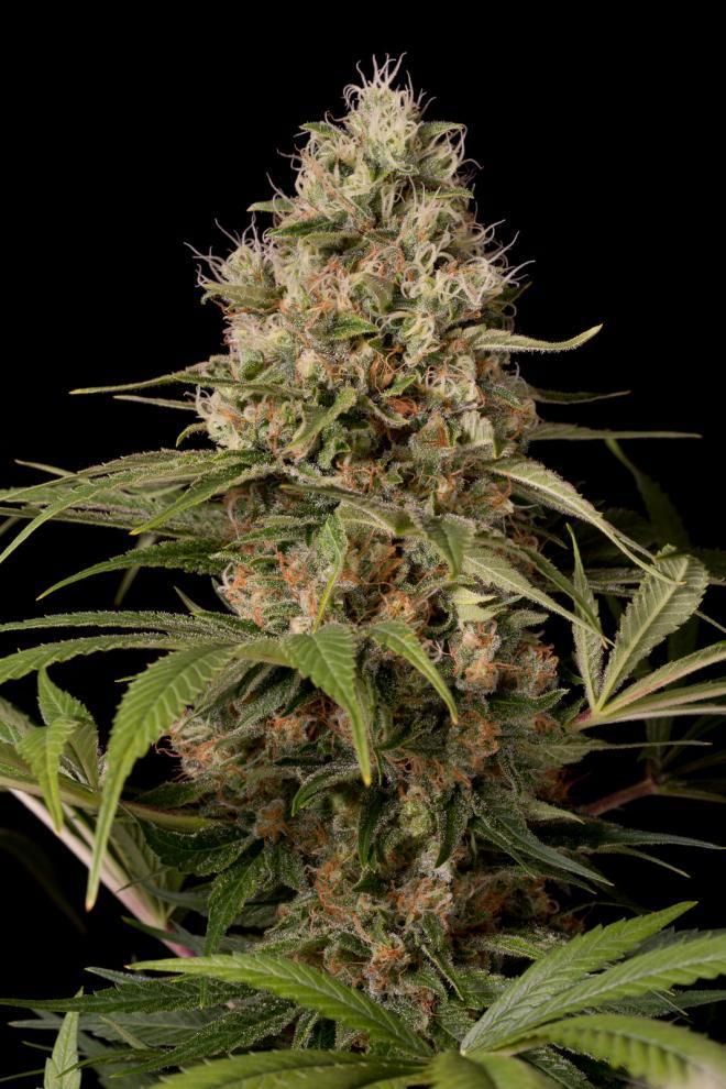 Aeroponica, Brands_Dinafem Seeds, CBD, Coltivazione, DINAFEM SEEDS, Idroponica, Indoor, Offerta, Outdoor, Semi, Semi da collezione, THC, Tipo_CBD - doisgrowshop.it