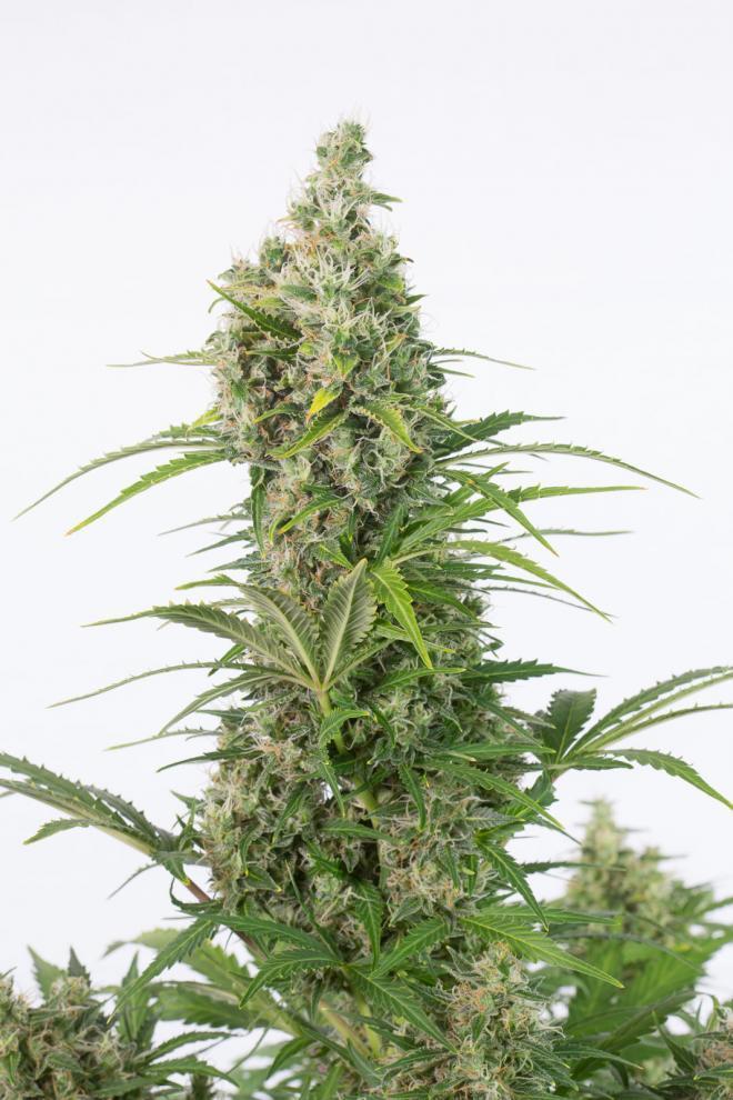 Aeroponica, Brands_Dinafem Seeds, CBD, Coltivazione, DINAFEM SEEDS, Idroponica, Indoor, Outdoor, Semi, Semi da collezione, THC, Tipo_Auto Fiorenti, Tipo_CBD - doisgrowshop.it