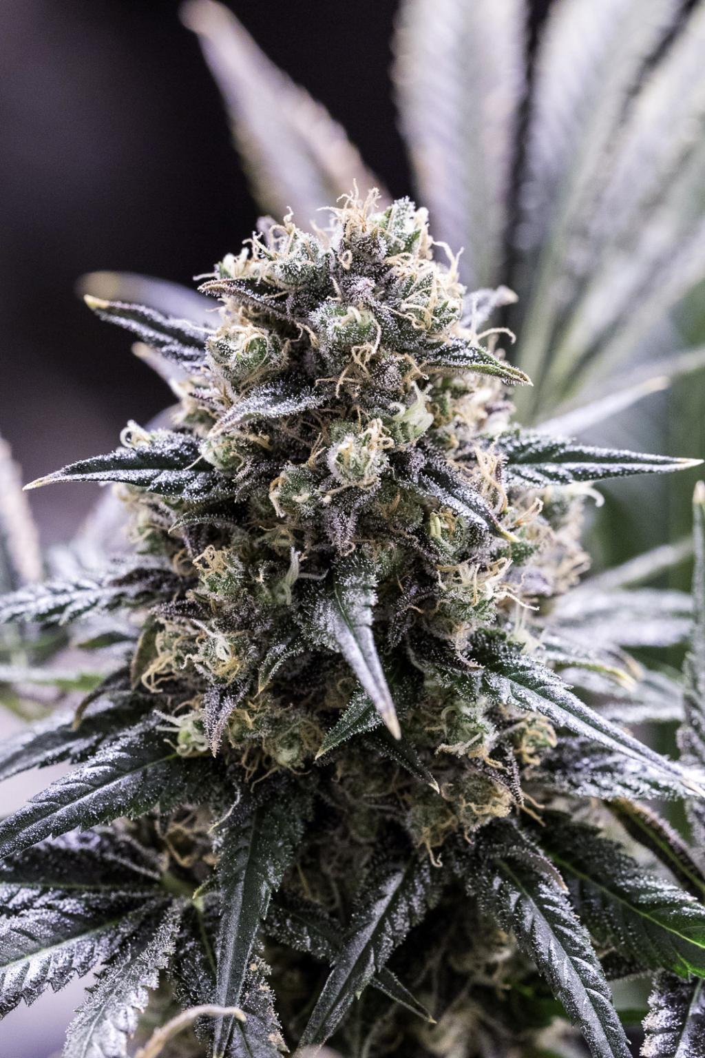 Aeroponica, Brands_Dinafem Seeds, CBD, Coltivazione, DINAFEM SEEDS, Idroponica, Indoor, Outdoor, Semi, Semi da collezione, THC, Tipo_CBD - doisgrowshop.it