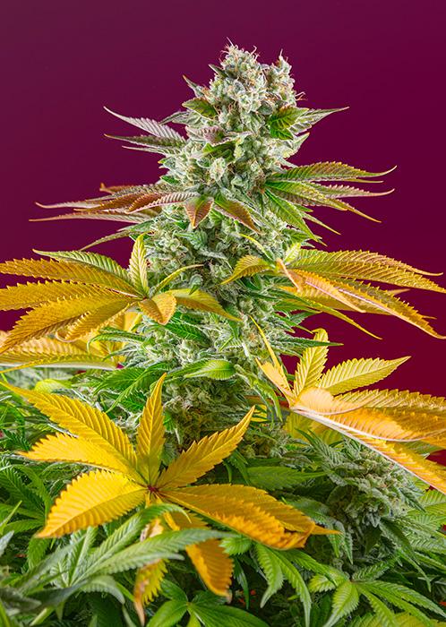 Sweet Seeds Gorilla Girl F1 Fast Version®